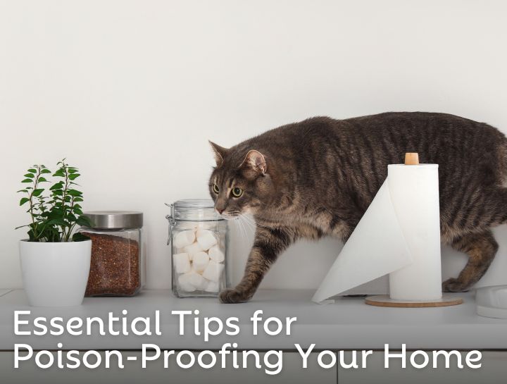 Essential Tips for Poison-Proofing Your Home