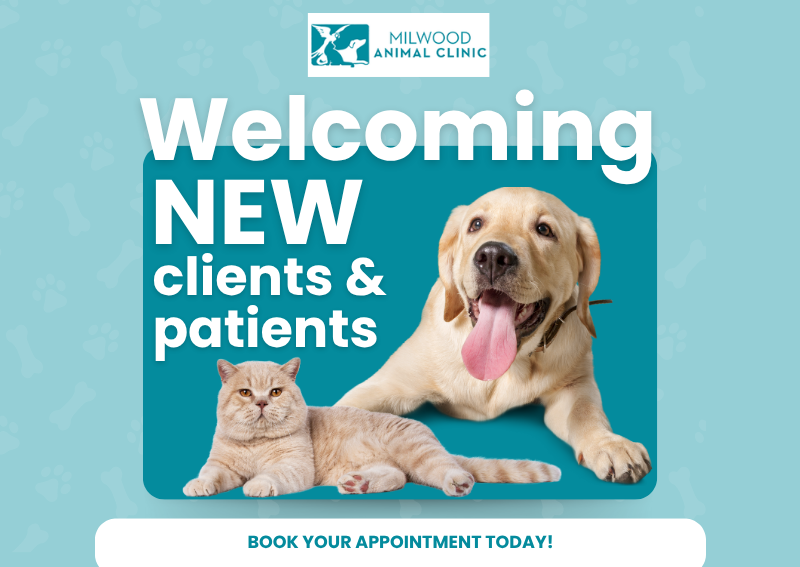 Carousel Slide 2: Welcoming New Clients & Patients!