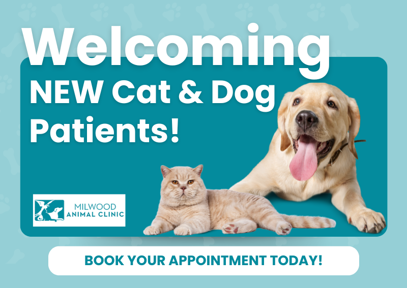 Carousel Slide 2: Welcoming New Cat & Dog patients!