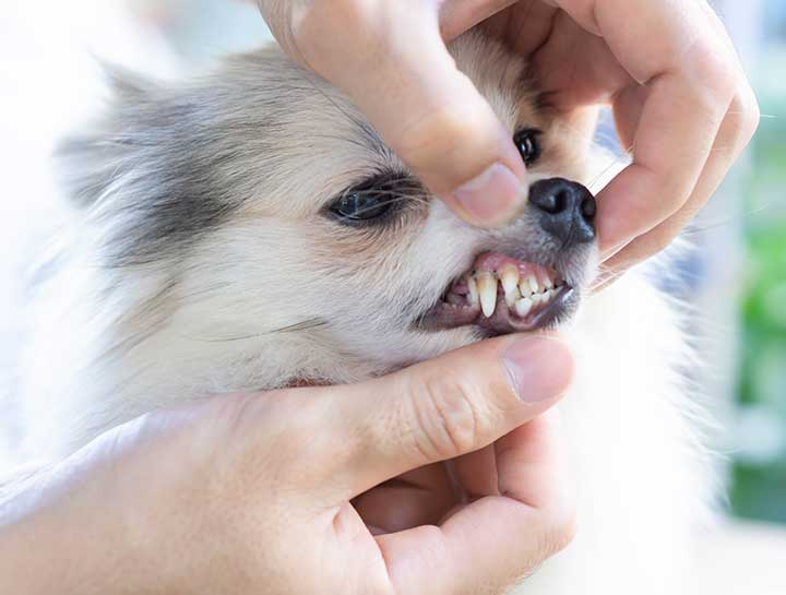 Portage Pet Dentist